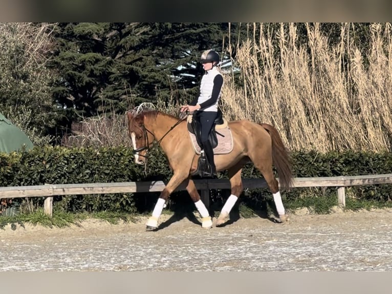 Plus de poneys/petits chevaux Jument 7 Ans 147 cm Alezan brûlé in Roma