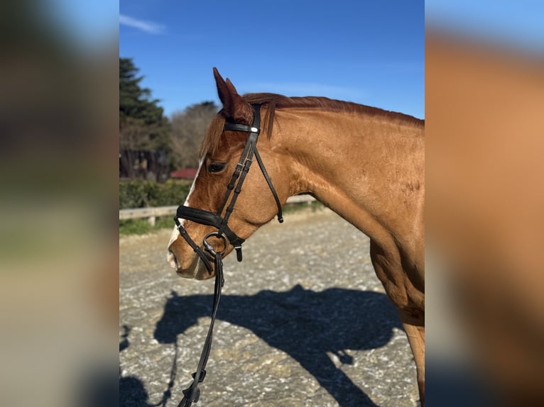 Plus de poneys/petits chevaux Jument 7 Ans 147 cm Alezan brûlé in Roma