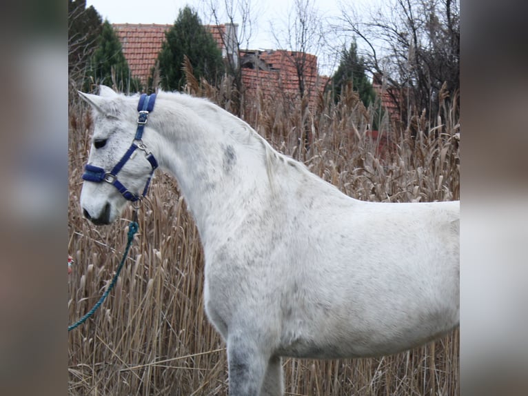 Plus de poneys/petits chevaux Jument 7 Ans 147 cm Gris in Békés