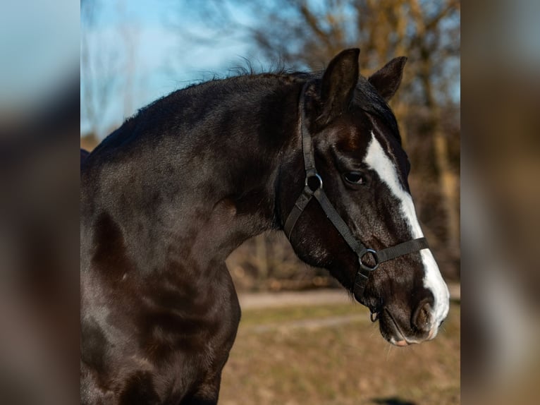 Plus de poneys/petits chevaux Jument 7 Ans 147 cm Noir in Mezőhegyes