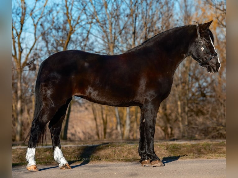 Plus de poneys/petits chevaux Jument 7 Ans 147 cm Noir in Mezőhegyes