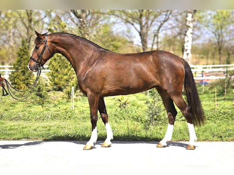 Plus de poneys/petits chevaux Jument 7 Ans 148 cm Alezan in Békéscsaba