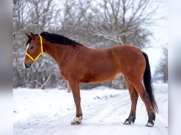 Plus de poneys/petits chevaux Jument 7 Ans 148 cm Bai in Mezőhegyes