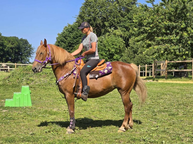 Plus de poneys/petits chevaux Jument 7 Ans 149 cm Alezan in Linkenbach