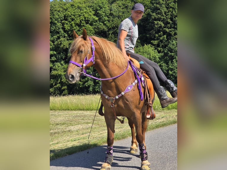 Plus de poneys/petits chevaux Jument 7 Ans 149 cm Alezan in Linkenbach