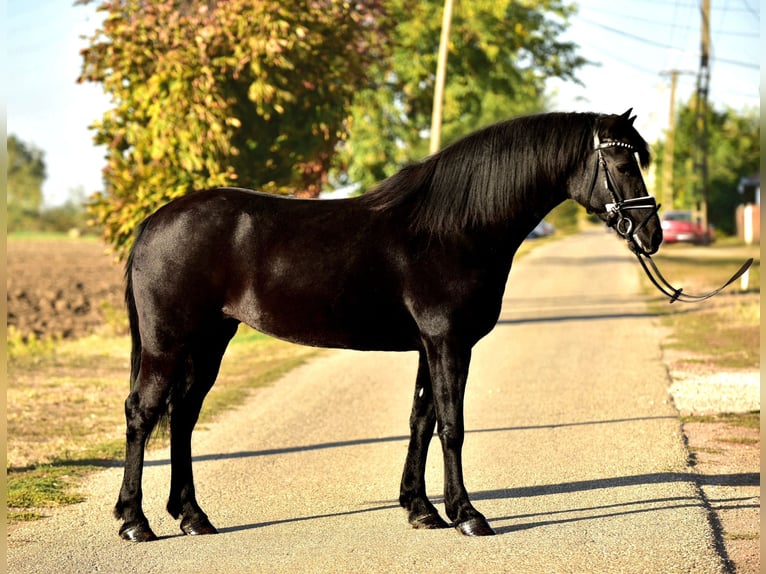 Plus de poneys/petits chevaux Jument 7 Ans 150 cm Noir in Kecskem&#xE9;t