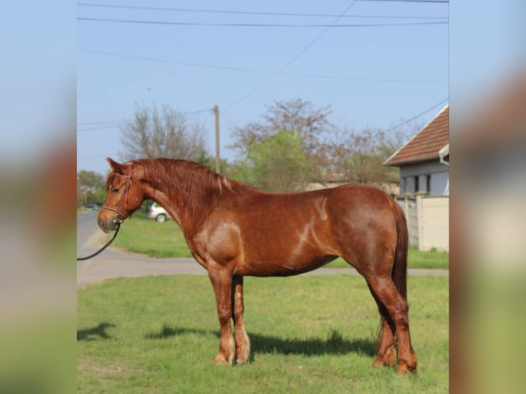 Plus de poneys/petits chevaux Jument 7 Ans 153 cm Alezan in Békés Plus de poneys/petits chevaux Jument 7 Ans 153 cm Alezan in Békés