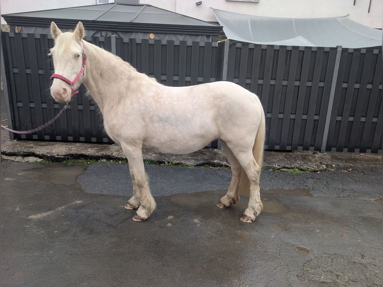 Plus de poneys/petits chevaux Jument 7 Ans 153 cm Cremello in Morsbach