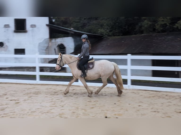 Plus de poneys/petits chevaux Jument 7 Ans 153 cm Cremello in Morsbach