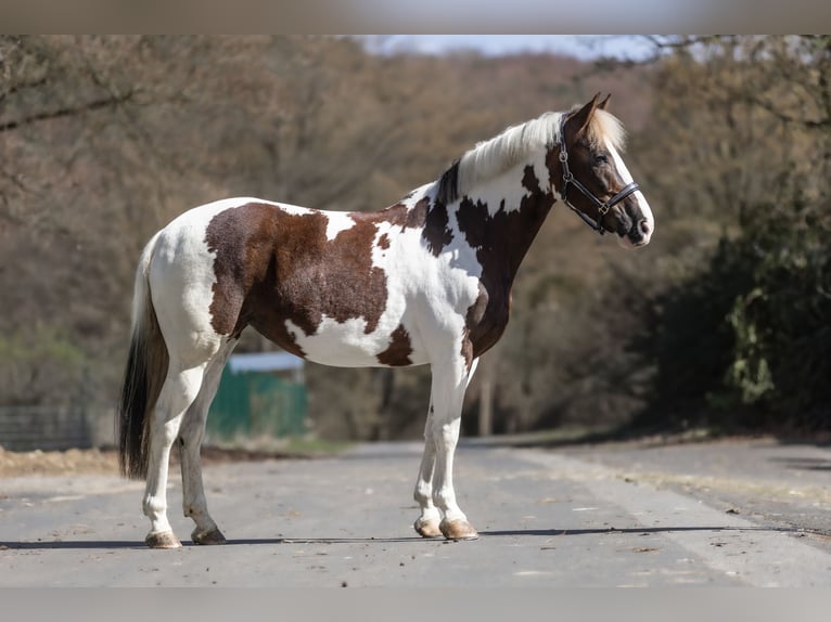 Plus de poneys/petits chevaux Jument 7 Ans 154 cm Pinto in Windhagen