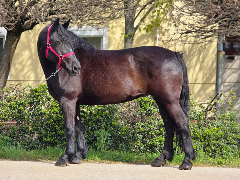 Plus de poneys/petits chevaux Jument 7 Ans 155 cm Noir in Békéscsaba