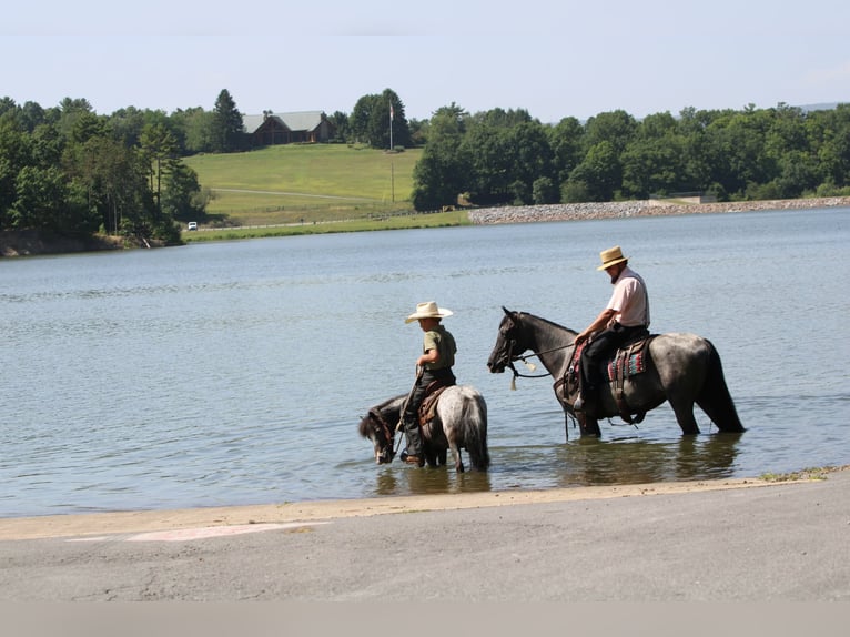 Plus de poneys/petits chevaux Jument 7 Ans Rouan Bleu in Rebersburg