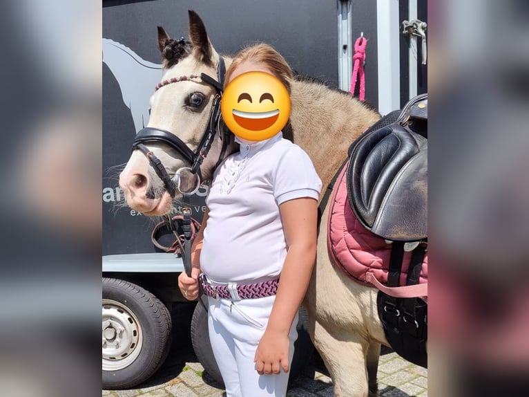 Plus de poneys/petits chevaux Jument 8 Ans 115 cm Alezan dun in Geilenkirchen