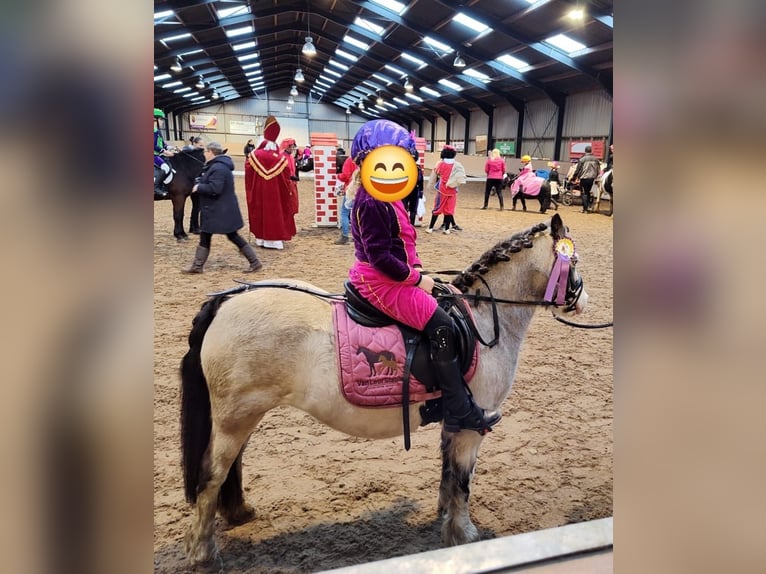 Plus de poneys/petits chevaux Jument 8 Ans 115 cm Alezan dun in Geilenkirchen