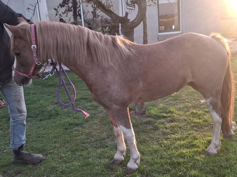 Plus de poneys/petits chevaux Jument 8 Ans 117 cm Alezan in Collendoorn