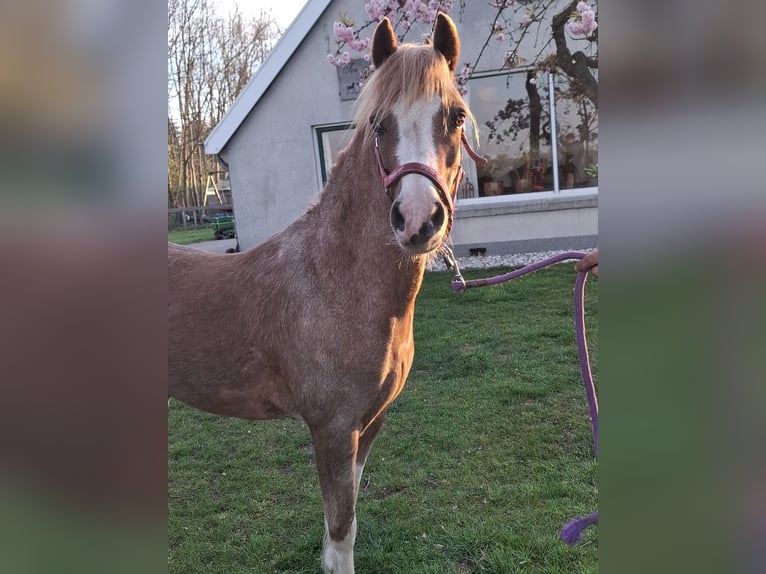 Plus de poneys/petits chevaux Jument 8 Ans 117 cm Alezan in Collendoorn