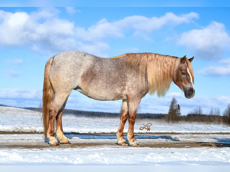 Plus de poneys/petits chevaux Jument 8 Ans 117 cm Rouan Rouge in Canistota