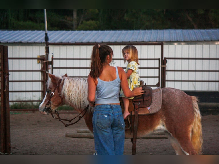 Plus de poneys/petits chevaux Jument 8 Ans 119 cm Rouan Rouge in Lamar