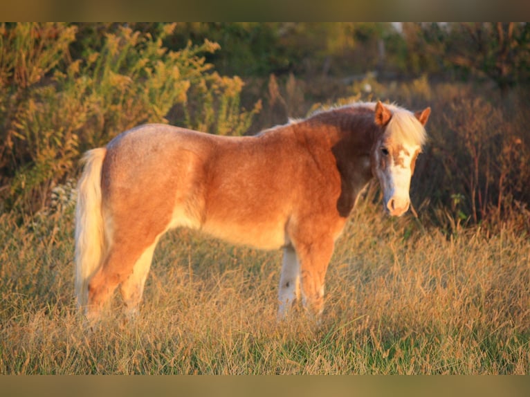 Plus de poneys/petits chevaux Jument 8 Ans 119 cm Rouan Rouge in Lamar