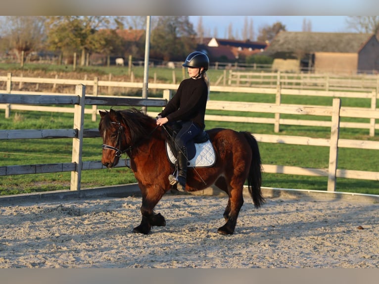 Plus de poneys/petits chevaux Jument 8 Ans 120 cm Bai in Bogaarden