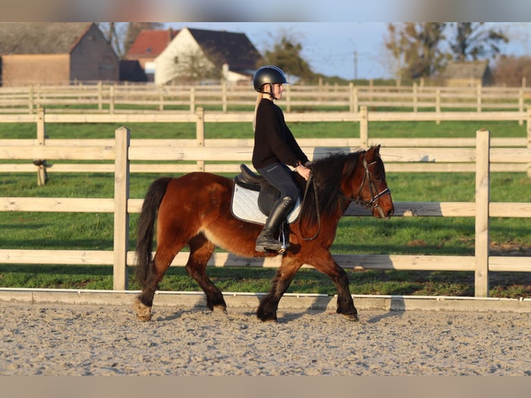 Plus de poneys/petits chevaux Jument 8 Ans 120 cm Bai in Bogaarden