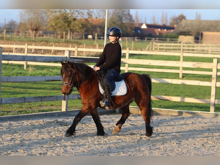 Plus de poneys/petits chevaux Jument 8 Ans 120 cm Bai in Bogaarden