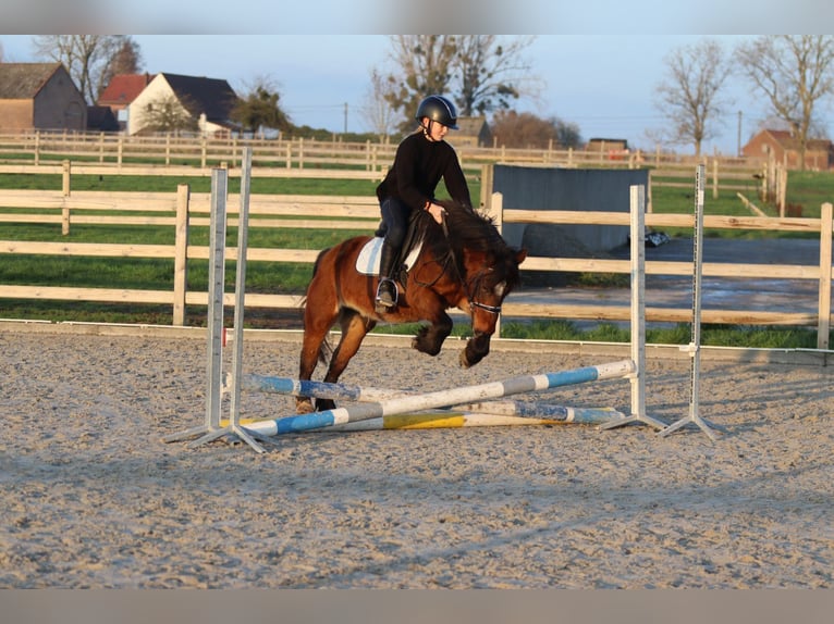 Plus de poneys/petits chevaux Jument 8 Ans 120 cm Bai in Bogaarden