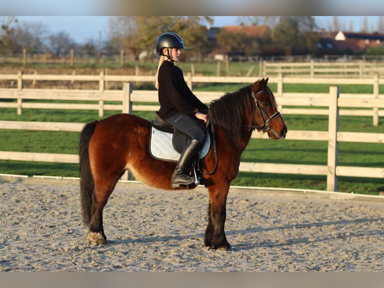 Plus de poneys/petits chevaux Jument 8 Ans 120 cm Bai in Bogaarden