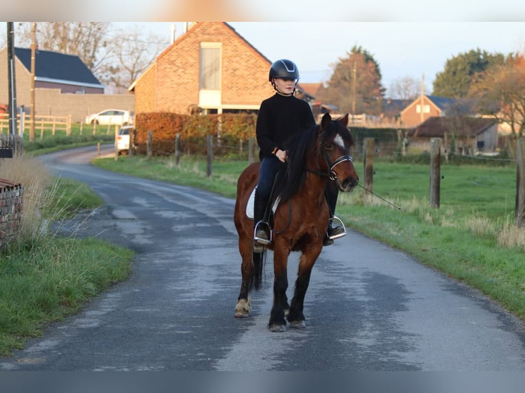 Plus de poneys/petits chevaux Jument 8 Ans 120 cm Bai in Bogaarden