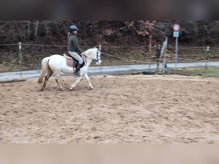 Plus de poneys/petits chevaux Jument 8 Ans 120 cm Gris in Morsbach