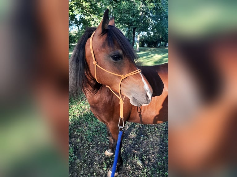 Plus de poneys/petits chevaux Croisé Jument 8 Ans 125 cm Bai in Freyburg (Unstrut)