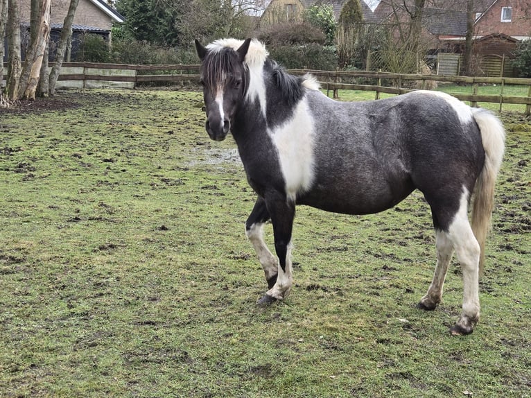 Plus de poneys/petits chevaux Croisé Jument 8 Ans 125 cm Pinto in Wittmund