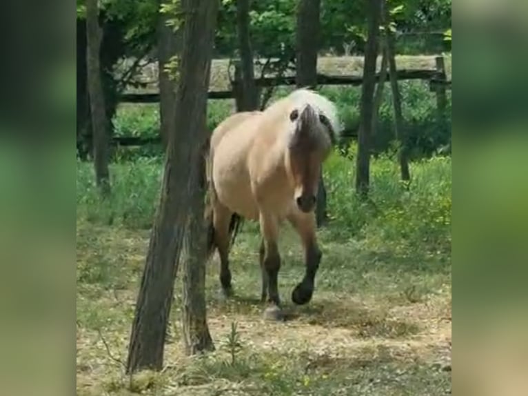 Plus de poneys/petits chevaux Jument 8 Ans 128 cm Isabelle in Rechnitz