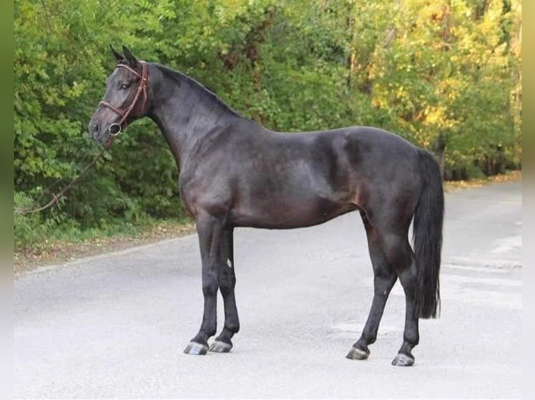 Plus de poneys/petits chevaux Jument 8 Ans 138 cm Noir in Határ utca 25