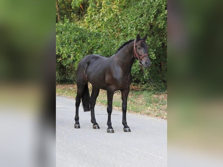 Plus de poneys/petits chevaux Jument 8 Ans 138 cm Noir in Határ utca 25