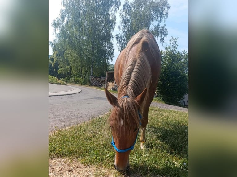 Plus de poneys/petits chevaux Croisé Jument 8 Ans 143 cm  in Schorndorf