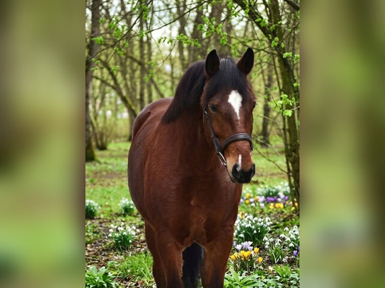 Plus de poneys/petits chevaux Jument 8 Ans 145 cm Bai in Békésszentandrás