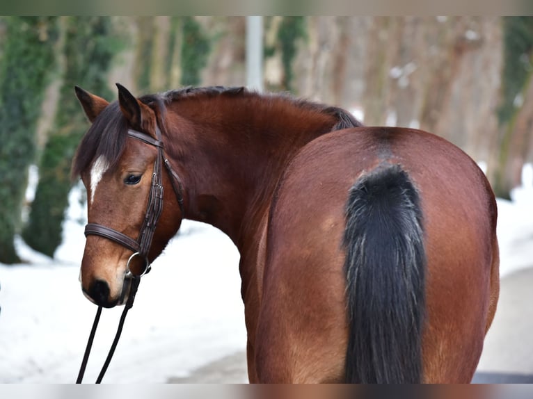 Plus de poneys/petits chevaux Jument 8 Ans 145 cm Bai in Békésszentandrás