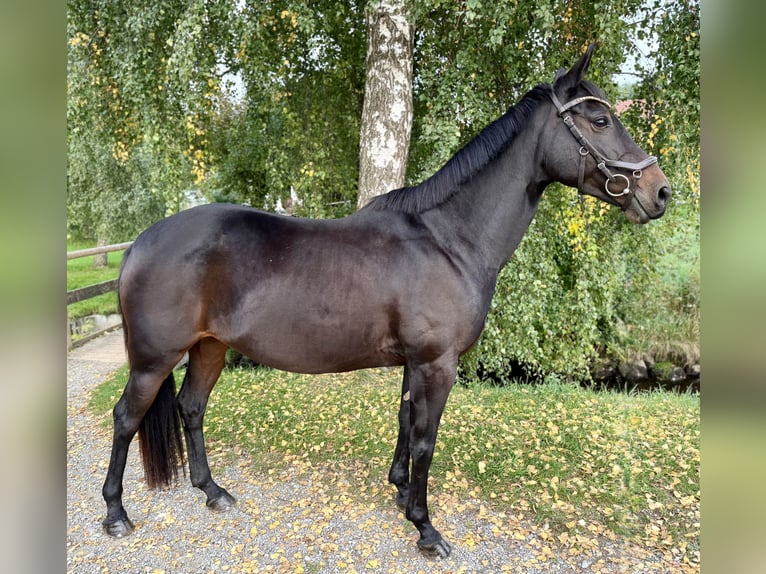 Plus de poneys/petits chevaux Jument 8 Ans 147 cm Bai brun foncé in Stöttwang