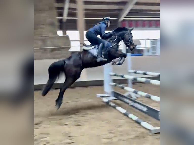 Plus de poneys/petits chevaux Jument 8 Ans 147 cm Bai brun foncé in Stöttwang