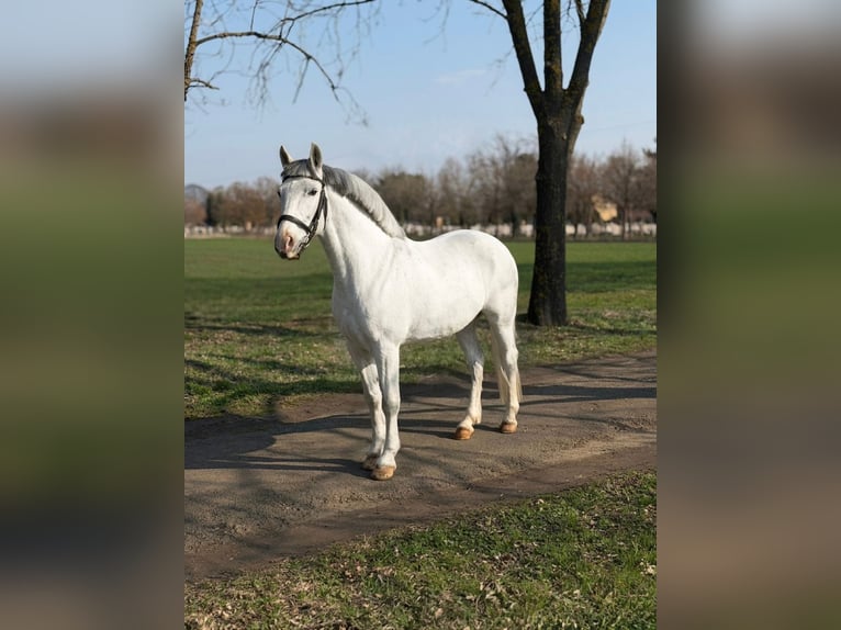 Plus de poneys/petits chevaux Jument 8 Ans 148 cm Gris in Békéscsaba