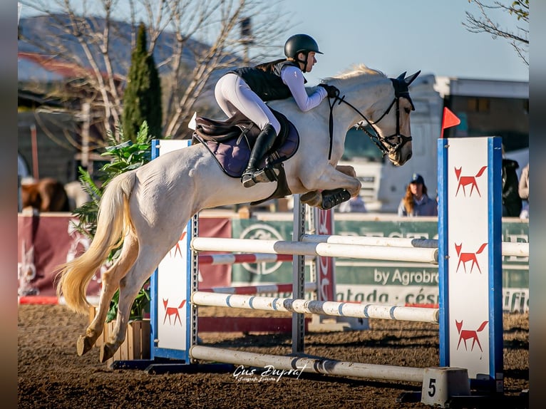 Plus de poneys/petits chevaux Jument 8 Ans 148 cm Palomino in Heeze