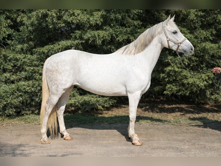 Plus de poneys/petits chevaux Jument 8 Ans 150 cm Gris in Békéscsaba