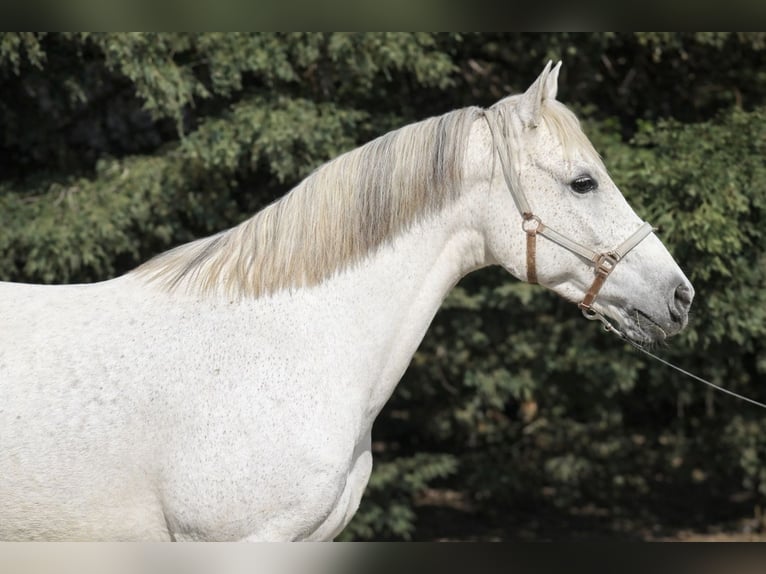 Plus de poneys/petits chevaux Jument 8 Ans 150 cm Gris in Békéscsaba