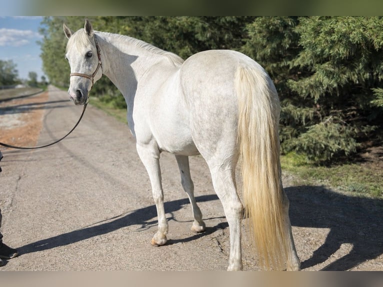 Plus de poneys/petits chevaux Jument 8 Ans 150 cm Gris in Békéscsaba