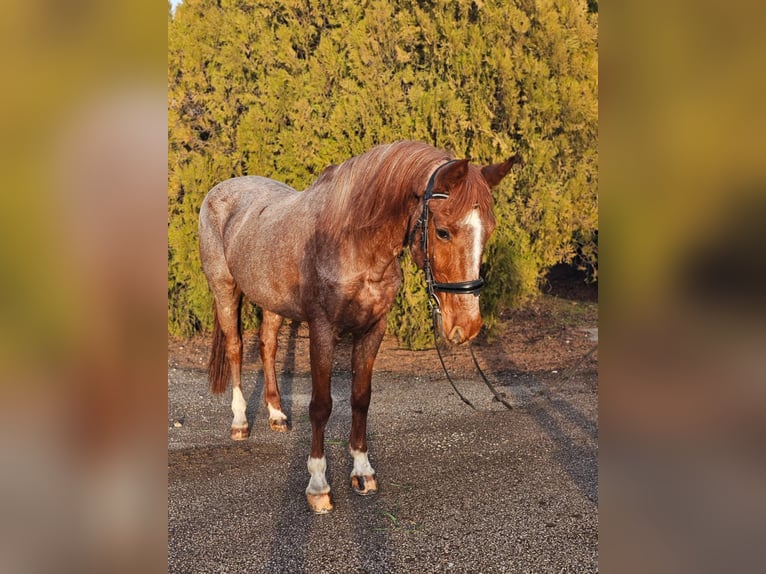 Plus de poneys/petits chevaux Jument 8 Ans 150 cm Rouan Rouge in Debrecen