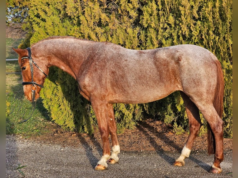 Plus de poneys/petits chevaux Jument 8 Ans 150 cm Rouan Rouge in Debrecen