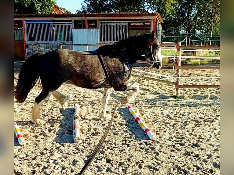 Plus de poneys/petits chevaux Croisé Jument 8 Ans 153 cm Sabino in Wippingen