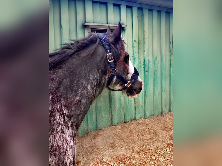 Plus de poneys/petits chevaux Croisé Jument 8 Ans 153 cm Sabino in Wippingen