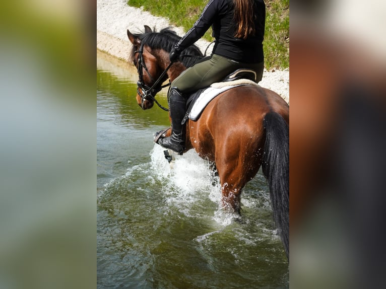 Plus de poneys/petits chevaux Jument 8 Ans 154 cm Bai in Nettersheim